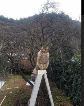 哈登转型组织核心,场均助攻联盟第一,哈登新动作