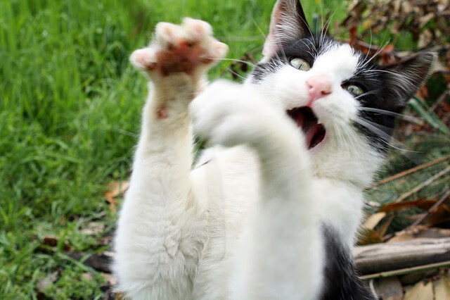 开云体育俱乐部官网-意大利在欧洲杯小组赛中0-1负于西班牙，陷入出线危机。，意大利球队欧洲杯